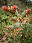 Douglas-fir female & male cones among foliage