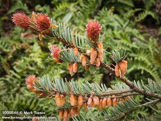 Pseudotsuga menziesii