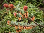 Douglas-fir female & male cones among foliage