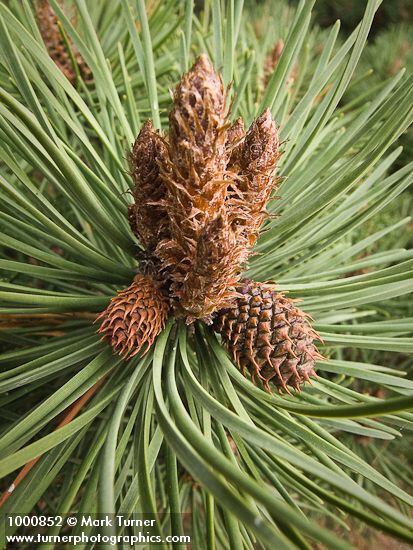 Pinus contorta