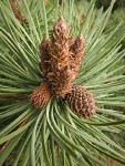 Shore Pine foliage & buds detail