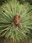 Shore Pine foliage & buds detail