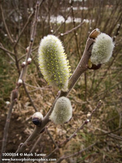 Salix hookeriana