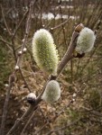 Hooker's Willow female catkins detail
