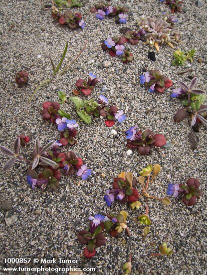 Collinsia parviflora