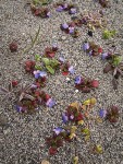 Small-flowered Blue-eyed Mary on sand