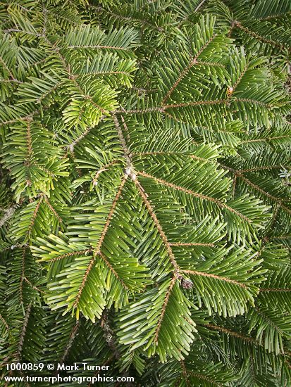 Abies grandis