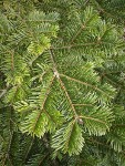 Grand Fir foliage