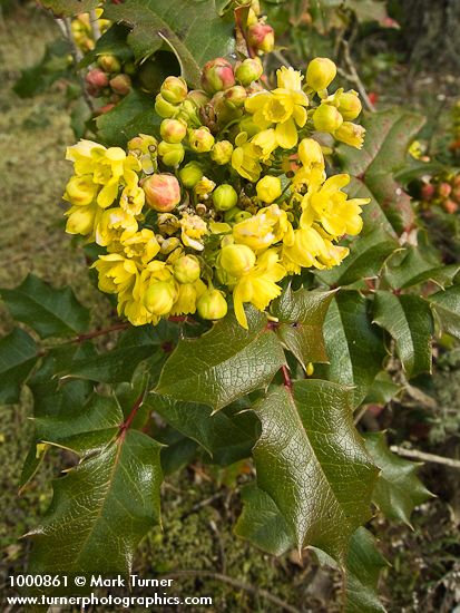 Mahonia aquifolium