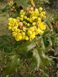 Shinging Oregon-grape blossoms & foliage