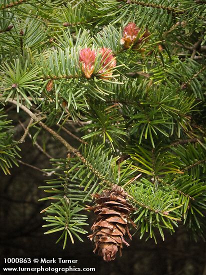 Pseudotsuga menziesii