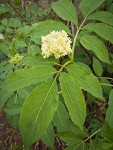 Red Elderberry blossoms & foliage