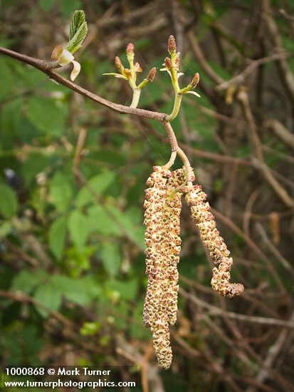 Alnus rubra