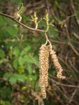 Red Alder female blossoms & male catkins