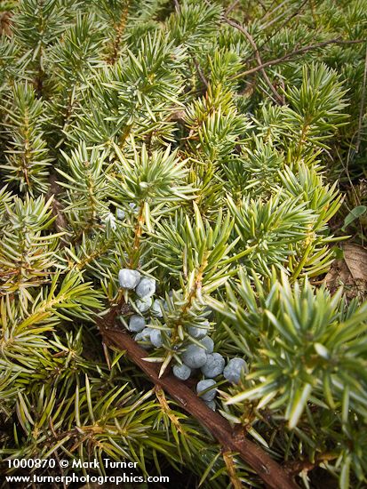 Juniperus communis