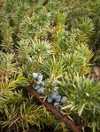 Common Juniper berries among foliage