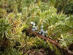 Common Juniper berries among foliage