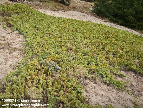 Juniperus communis