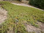 Common Juniper on sand dune