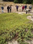 Native Plant Society members observe Common Juniper on sand dune