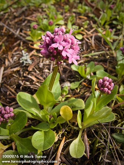 Plectritis congesta