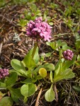 Rosy Plectritis blossoms & foliage