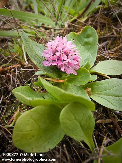 Plectritis congesta