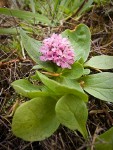 Rosy Plectritis blossoms & foliage