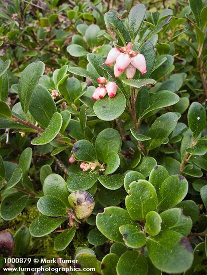 Arctostaphylos uva-ursi