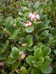 Kinnickinnick blossoms & foliage