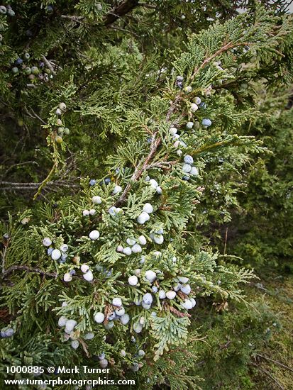 Juniperus maritima