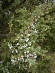 Seaside Juniper berries among foliage