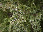 Seaside Juniper berries among foliage