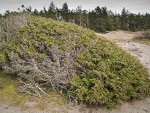 Seaside Juniper on sand dune