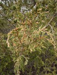 Seaside Juniper previous year's male cones among foliage