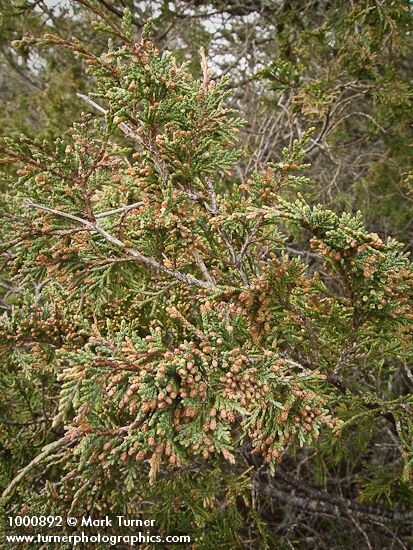 Juniperus maritima