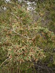 Seaside Juniper previous year's male cones among foliage