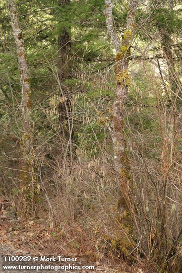 Corylus cornuta var. californica