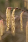 California Hazelnut male catkin & female blossom detail