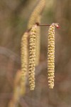 California Hazelnut male catkins & female blossom detail