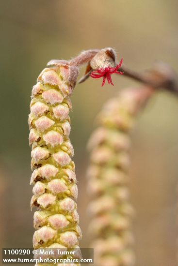 Corylus cornuta var. californica