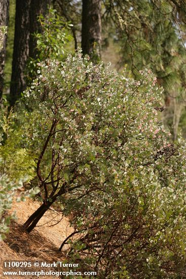 Arctostaphylos viscida