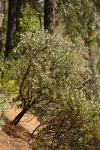 Sticky Whiteleaf Manzanita