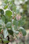 Sticky Whiteleaf Manzanita blossoms & foliage