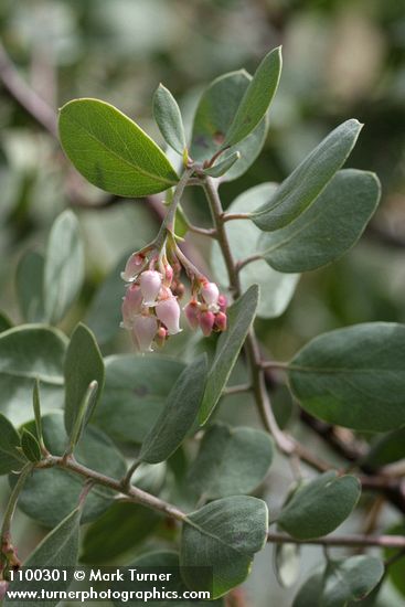 Arctostaphylos viscida