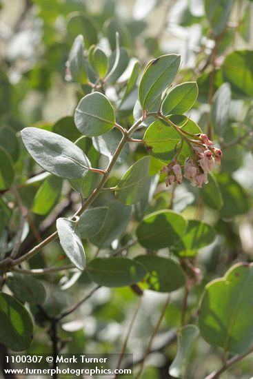 Arctostaphylos viscida