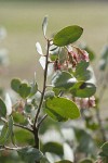 Sticky Whiteleaf Manzanita blossoms & foliage