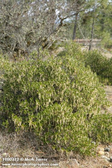 Garrya buxifolia