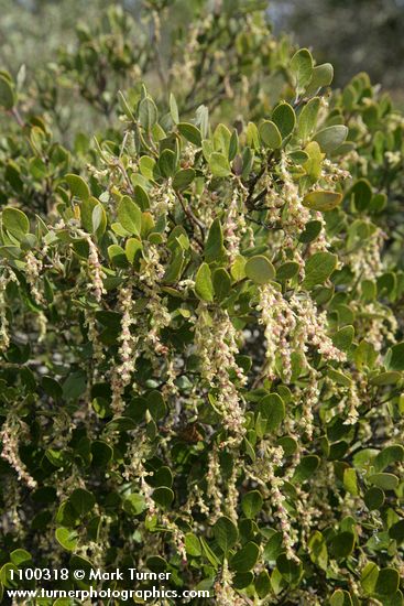 Garrya buxifolia
