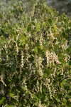 Dwarf Silktassel (male) blossoms & foliage